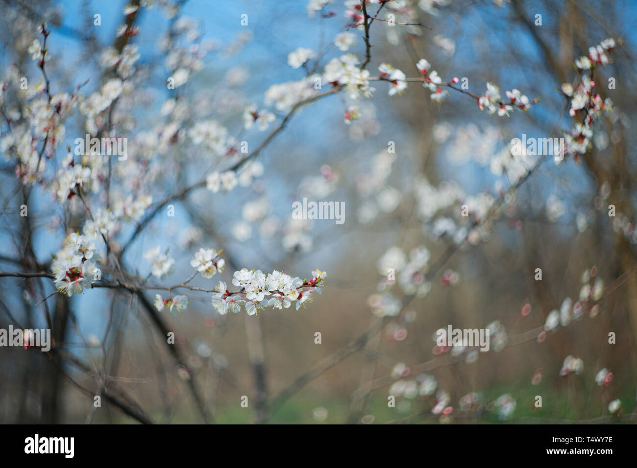 Zweig der Blüten apricot-Baum, Nahaufnahme Stockfoto