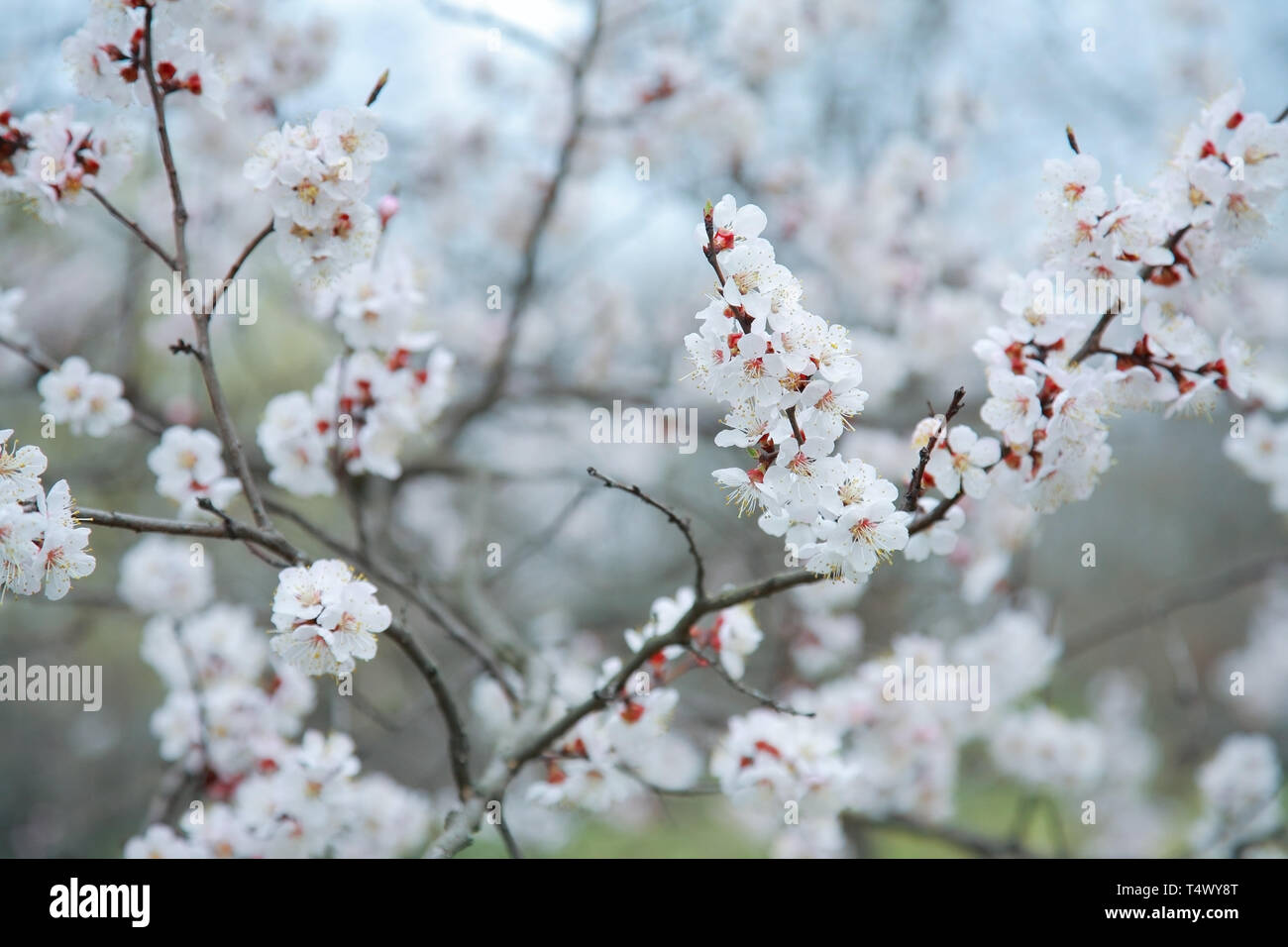 Niederlassungen der Blüten apricot-Baum, Nahaufnahme Stockfoto