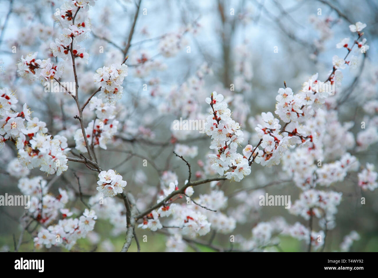 Niederlassungen der Blüten apricot-Baum, Nahaufnahme Stockfoto