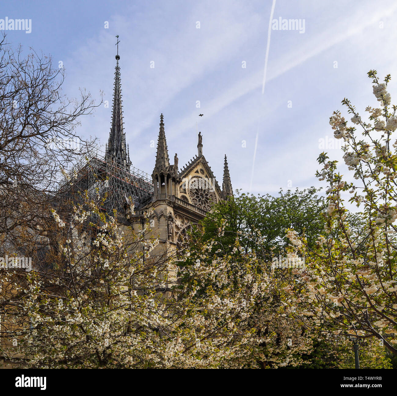 Paris/Frankreich - 05 April 2019. Die Kathedrale Notre Dame in Bäume blühen. Vor dem Brand Stockfoto