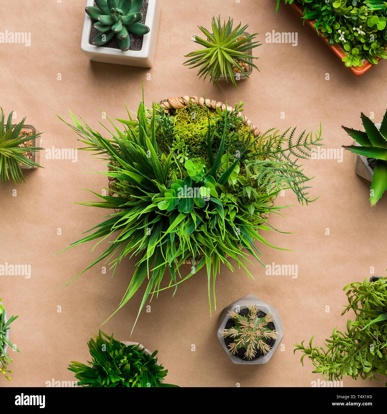 Vielzahl von Evergreen Topfpflanzen auf Handwerk Papier Hintergrund Stockfoto