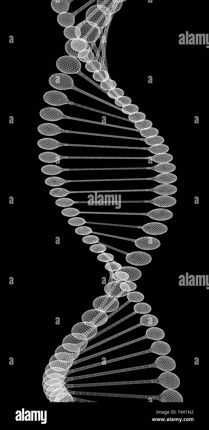 DNA-Struktur Modell Stockfoto