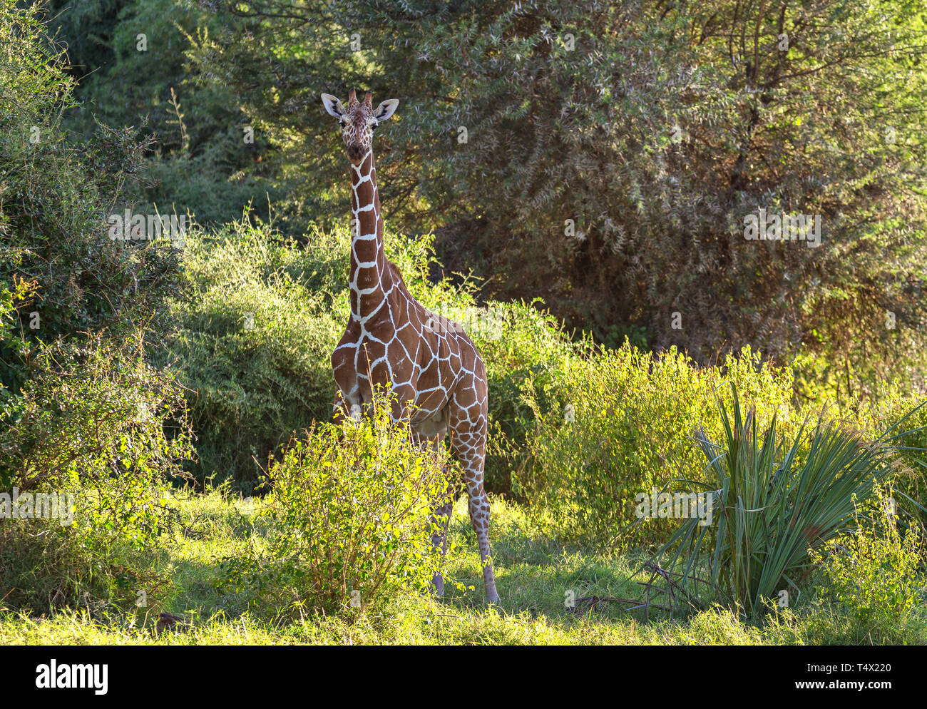 Serene hoch Netzgiraffe Giraffa Camelopardalis reticulata in üppigen, grünen Bäumen bush Samburu finden Kenia Ostafrika Stockfoto
