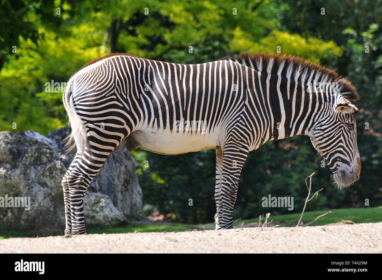Grévy von Zebra, Imperial, Grevyzebra Zebra, Equus grevyi, Grévy-Zebra Stockfoto