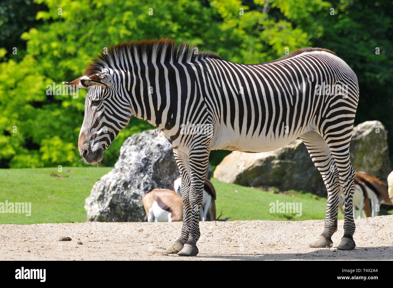 Grévy von Zebra, Imperial, Grevyzebra Zebra, Equus grevyi, Grévy-Zebra Stockfoto
