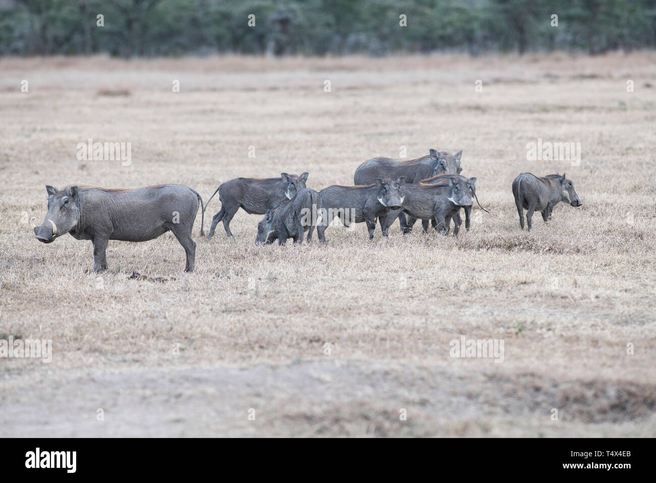 Familie von gemeinsamen Warzenschweine (Phacochoerus africanus), Ol Pejeta Conservancy, Kenia Stockfoto