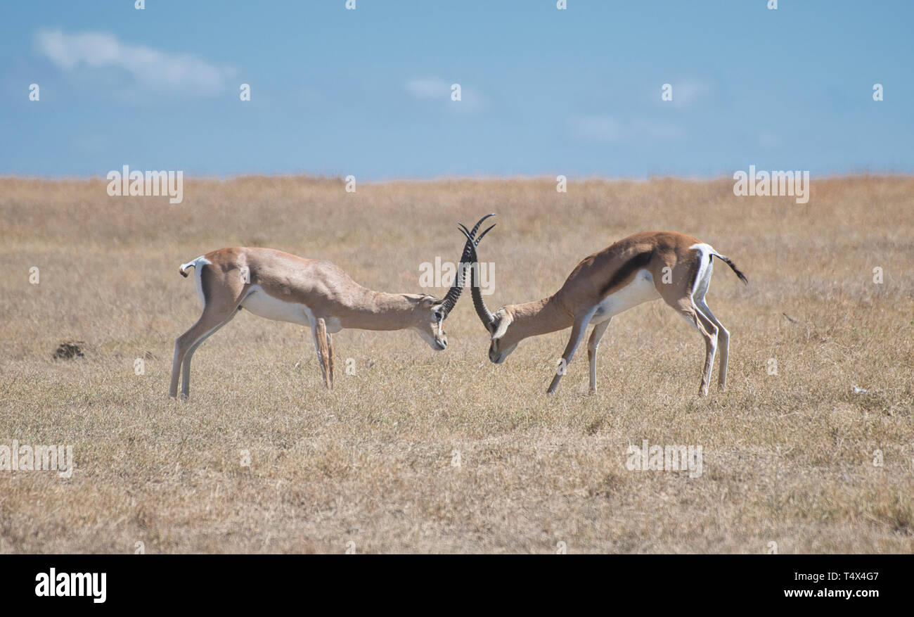 Grant's Gazelle (Gazella granti). Zwei junge Männer sparring. Stockfoto