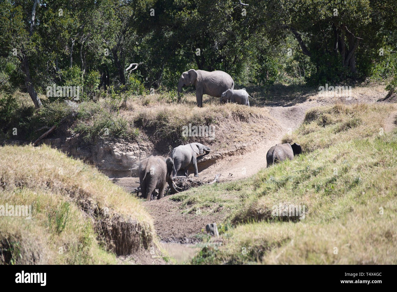 Eine matriarchalische Familie der Afrikanischen Elefanten (Loxodonta africana), ein Wasserloch. Ein Elefant ist Gewinnung von Mineralien aus dem Boden mit einem Tusk. Stockfoto