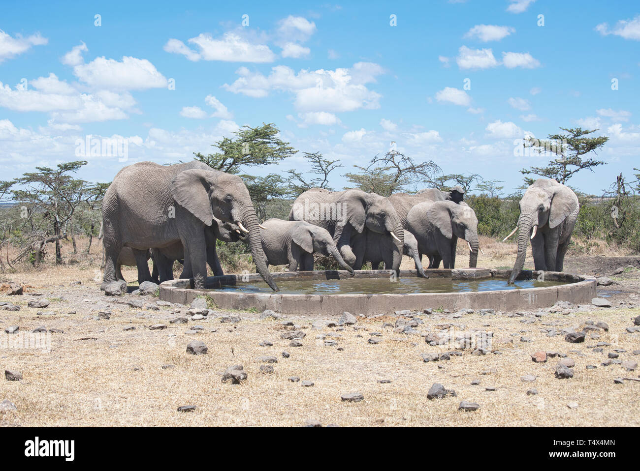 Eine matriarchalische Familie der Elefanten bei einer künstlichen Wasserloch, Ol Pejeta Conservancy, Kenia Stockfoto