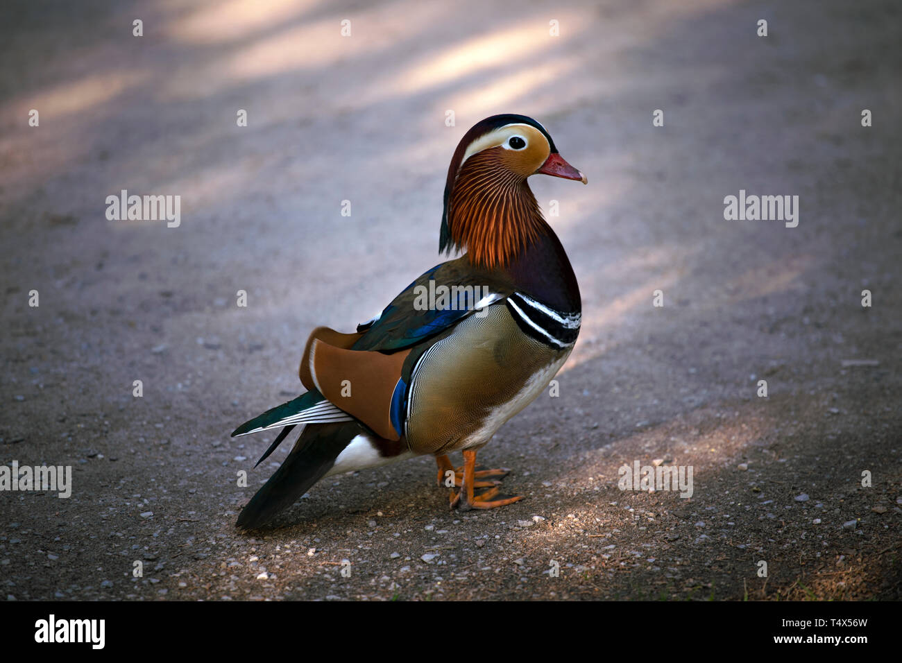 Der männliche Mandarinente (Aix galericulata) stehend auf grauen Hintergrund. Profil Portrait. Stockfoto