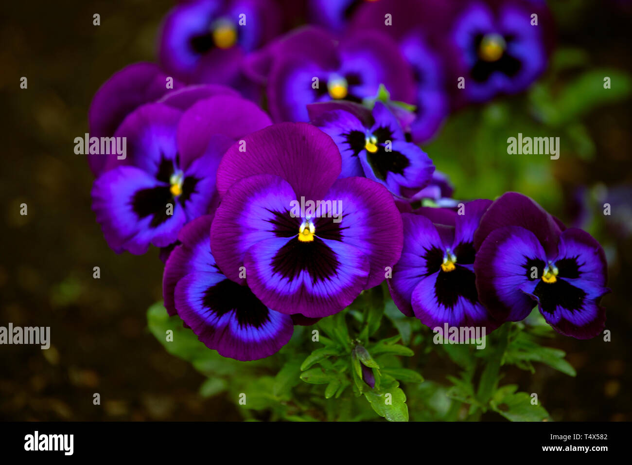Lebendige, saftige Farbe, intensive Farbe Lila, Violett und Schwarz von Stiefmütterchen. Nahaufnahme, Stiefmütterchen gelbe Auge, grün Hintergrund. Wenig Licht. Stockfoto