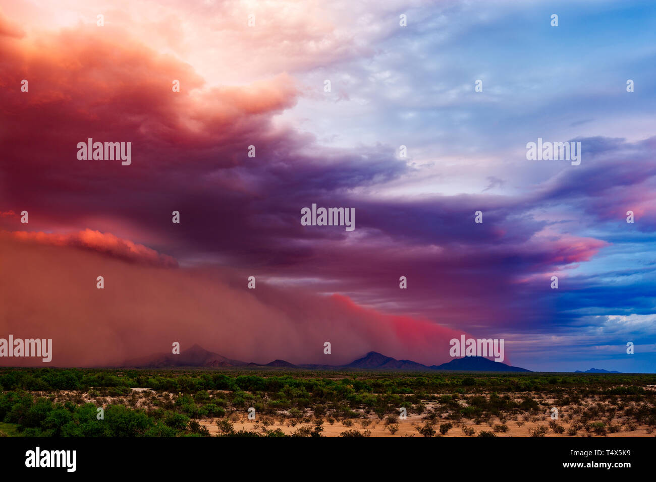 Staubsturm (Haboob) zieht durch die Wüste in der Nähe von Gila Bend, Arizona, USA Stockfoto
