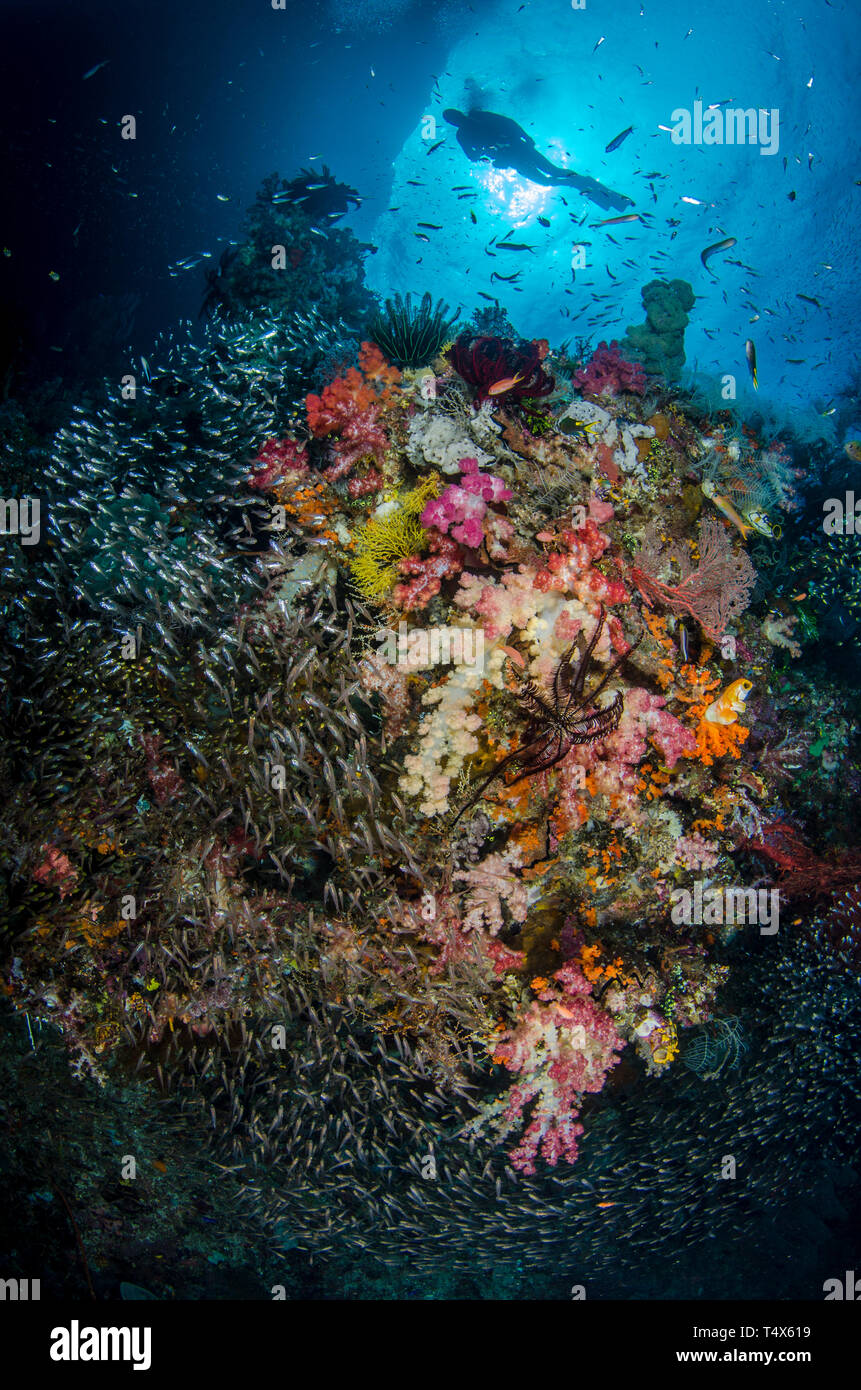 Köderfisch Abdeckung die Weichkorallen drapiert Riff in der Nähe ein underhang am Platz "Kaleidoskop", Misool, Raja Ampat. Stockfoto