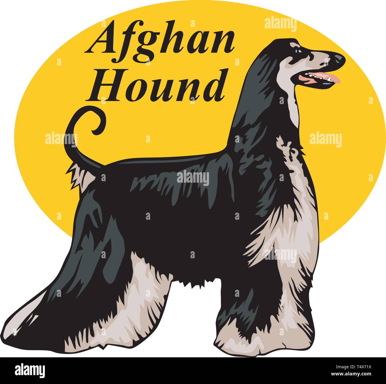 Afghan Hound Vector Illustration Stock Vektor