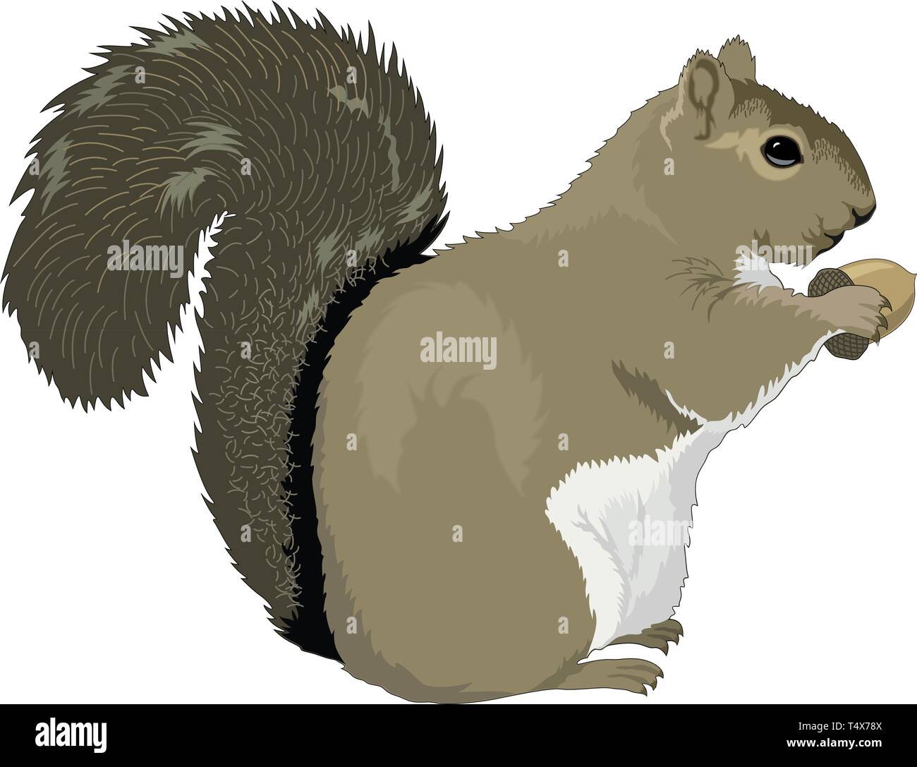Graue Eichhörnchen Vector Illustration Stock Vektor