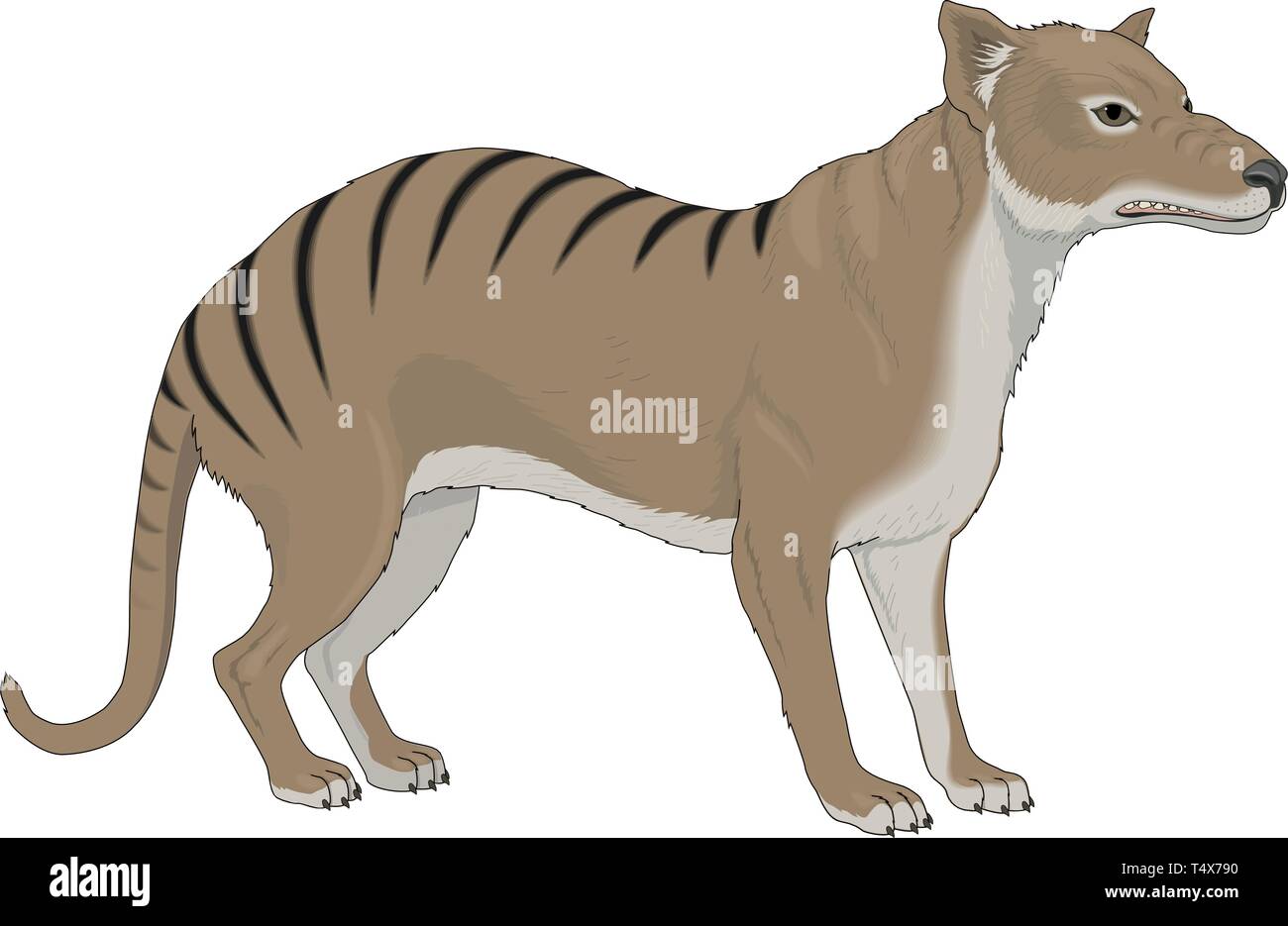 Beutelwolf Vector Illustration Stock Vektor