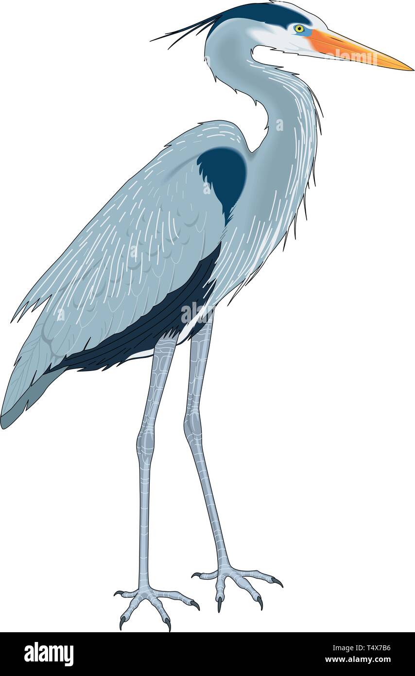 Great Blue Heron Vector Illustration Stock Vektor