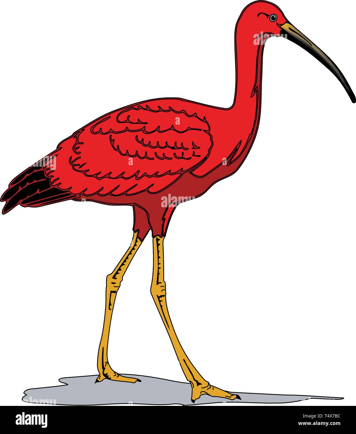 Scarlet Ibis Walking Vector Illustration Stock Vektor