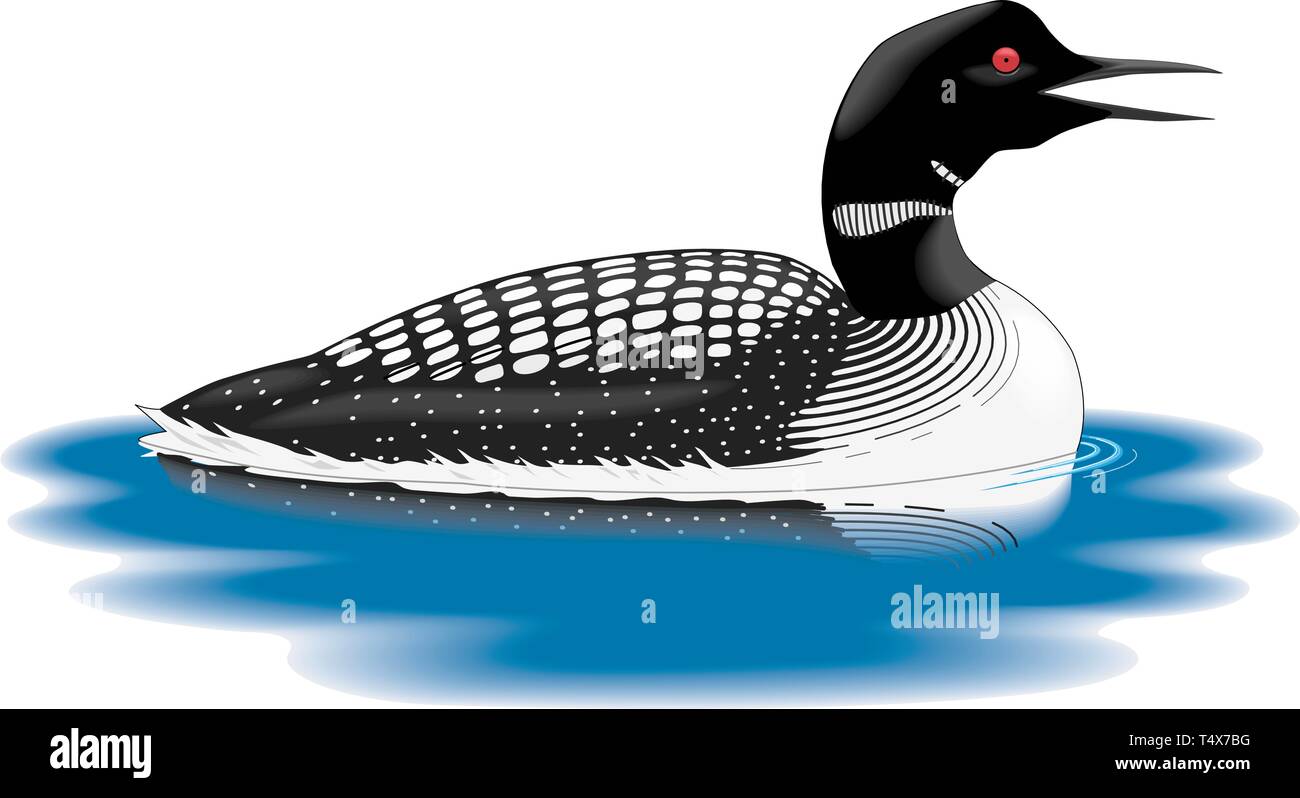 Loon Schwimmen Vector Illustration Stock Vektor