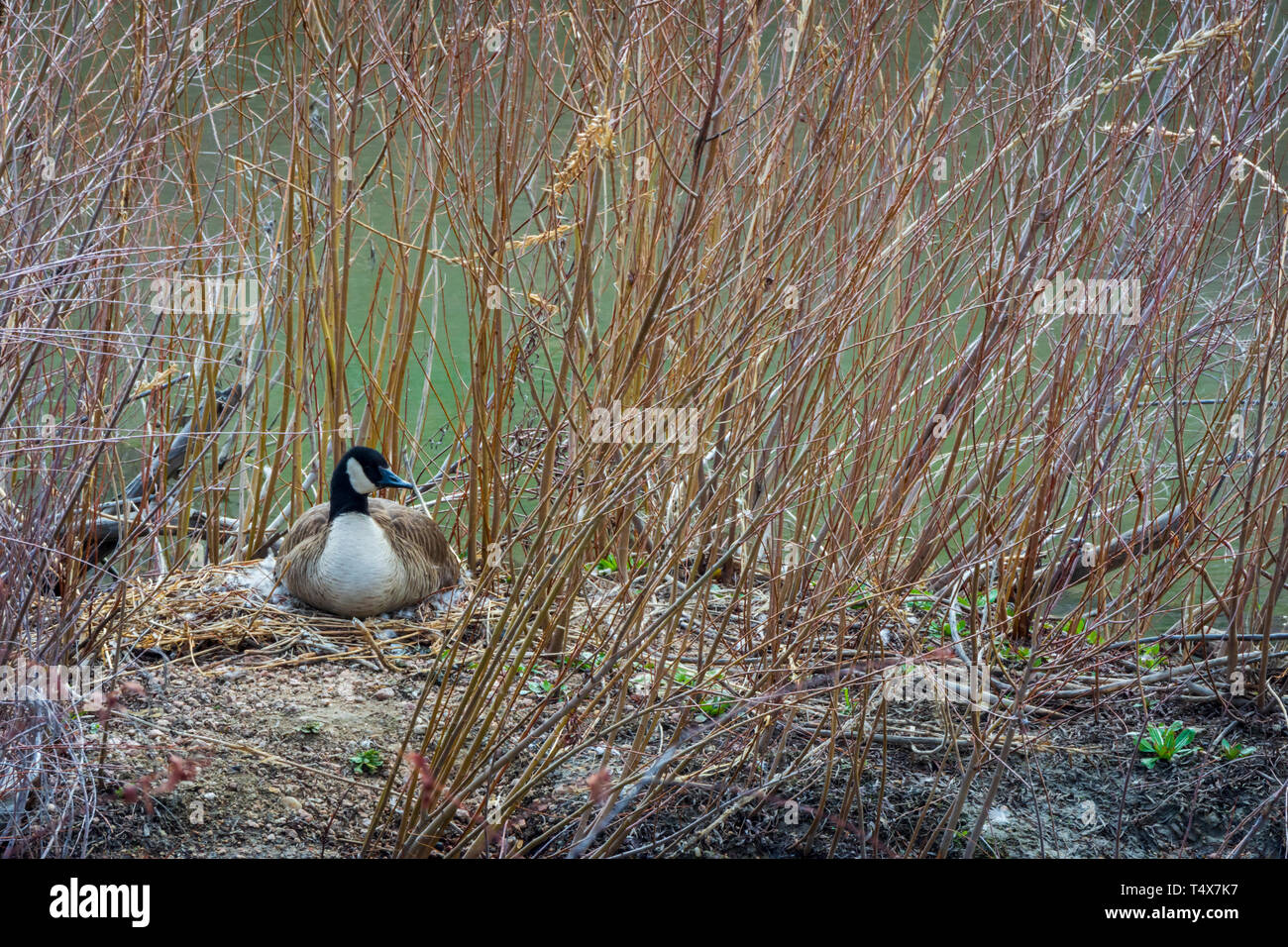 Weibliche Kanadagans (Branta canadensis) sitzen auf ihrem Nest zwischen Weiden und durch das Wasser des Baches umgeben, Castle Rock Colorado USA. Foto April getroffen Stockfoto