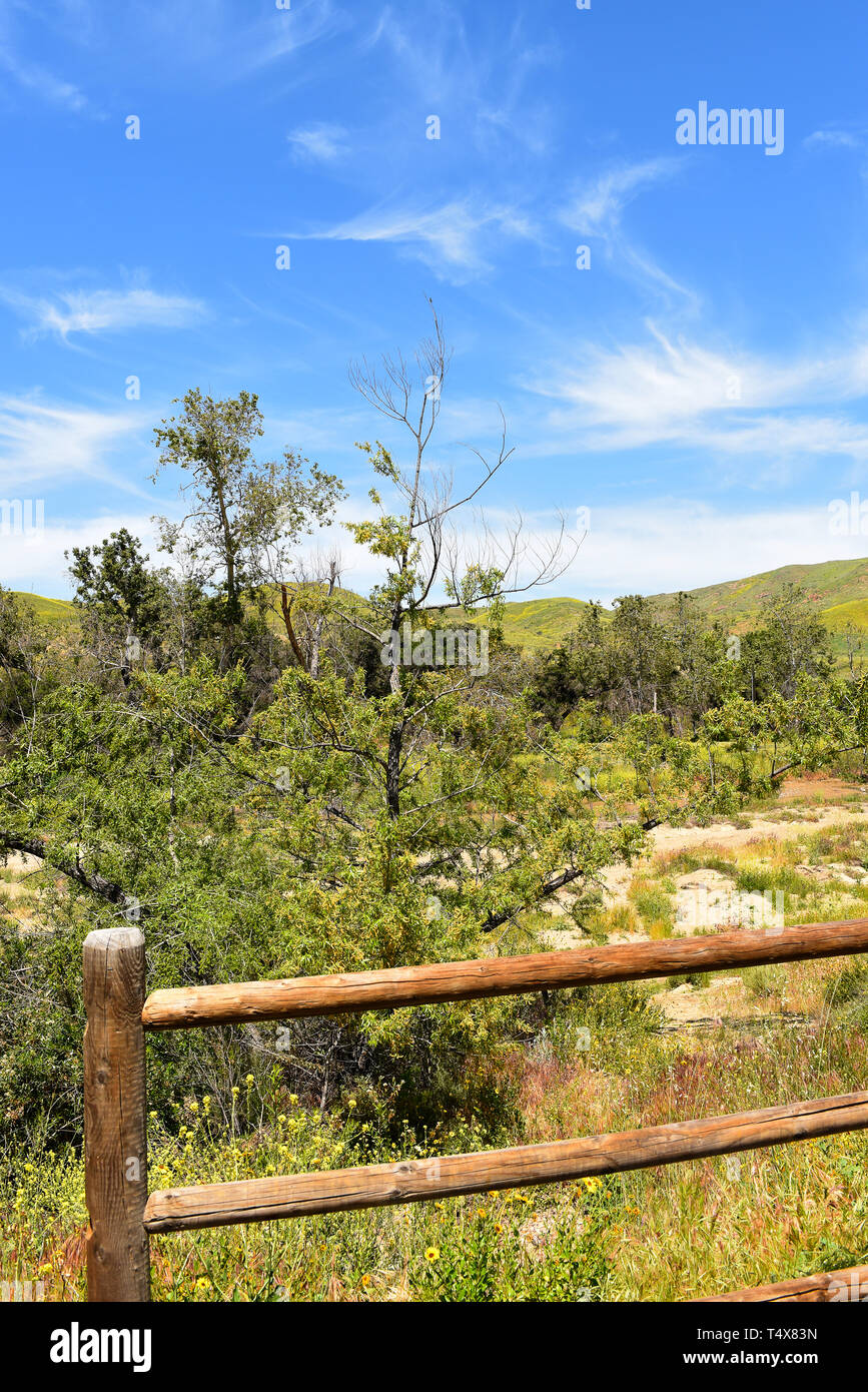 Schiene Zaun in Irvine Regional Park, mit den Ausläufern in den schwarzen Senf Pflanze bedeckt, eine invasive nicht heimische Unkraut. Stockfoto