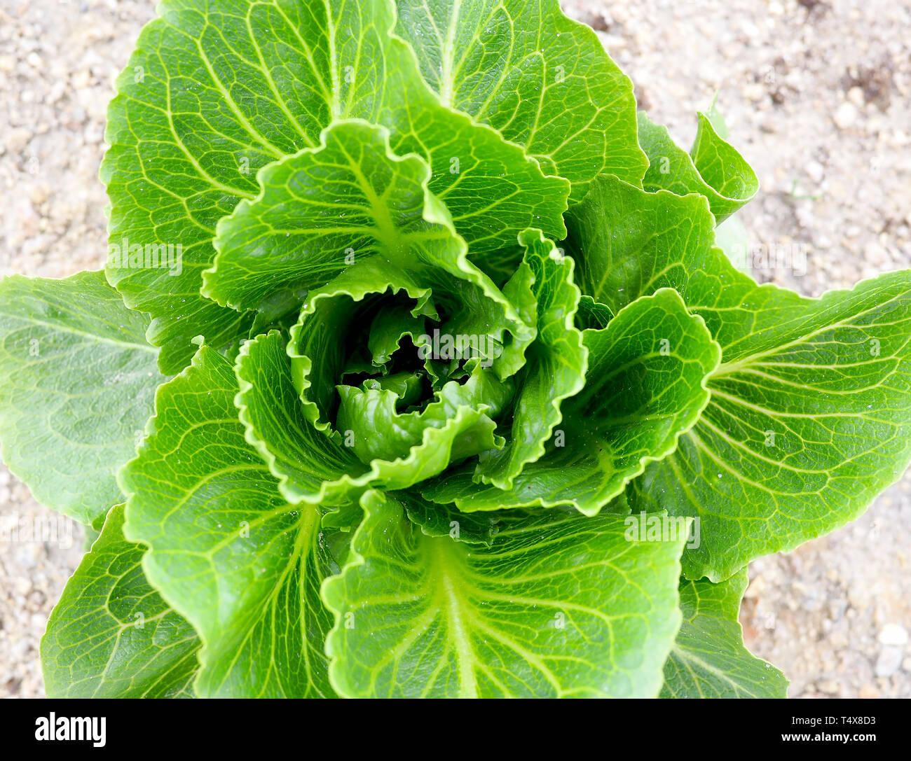 Frischem Salat wächst auf einem Bauernhof, von oben Stockfoto
