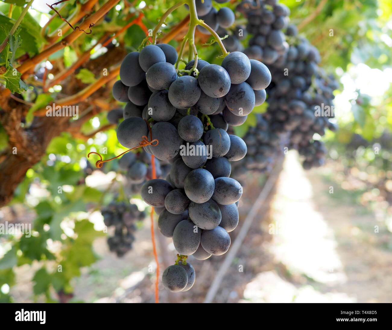 Rote Trauben am Weinstock auf einem Bauernhof Stockfoto
