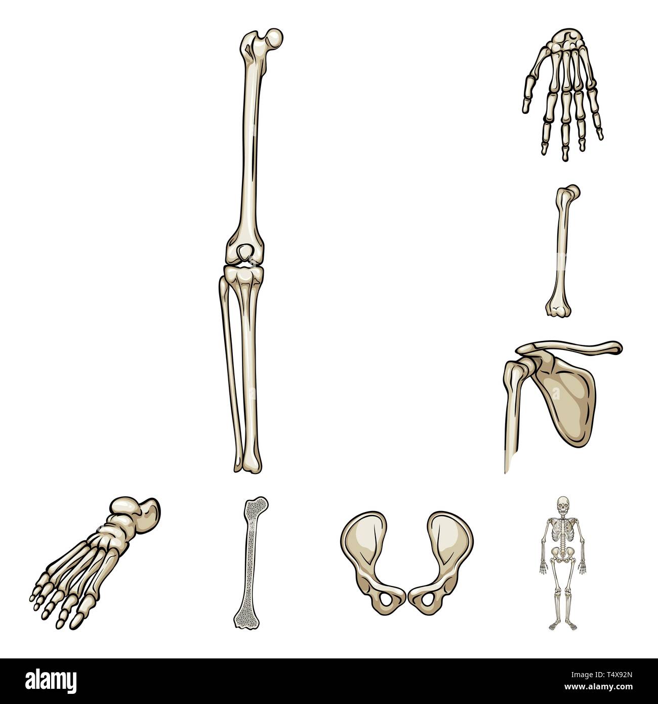 Cartoon Skeleton Hand Stockfotos Und Bilder Kaufen Seite 2 Alamy