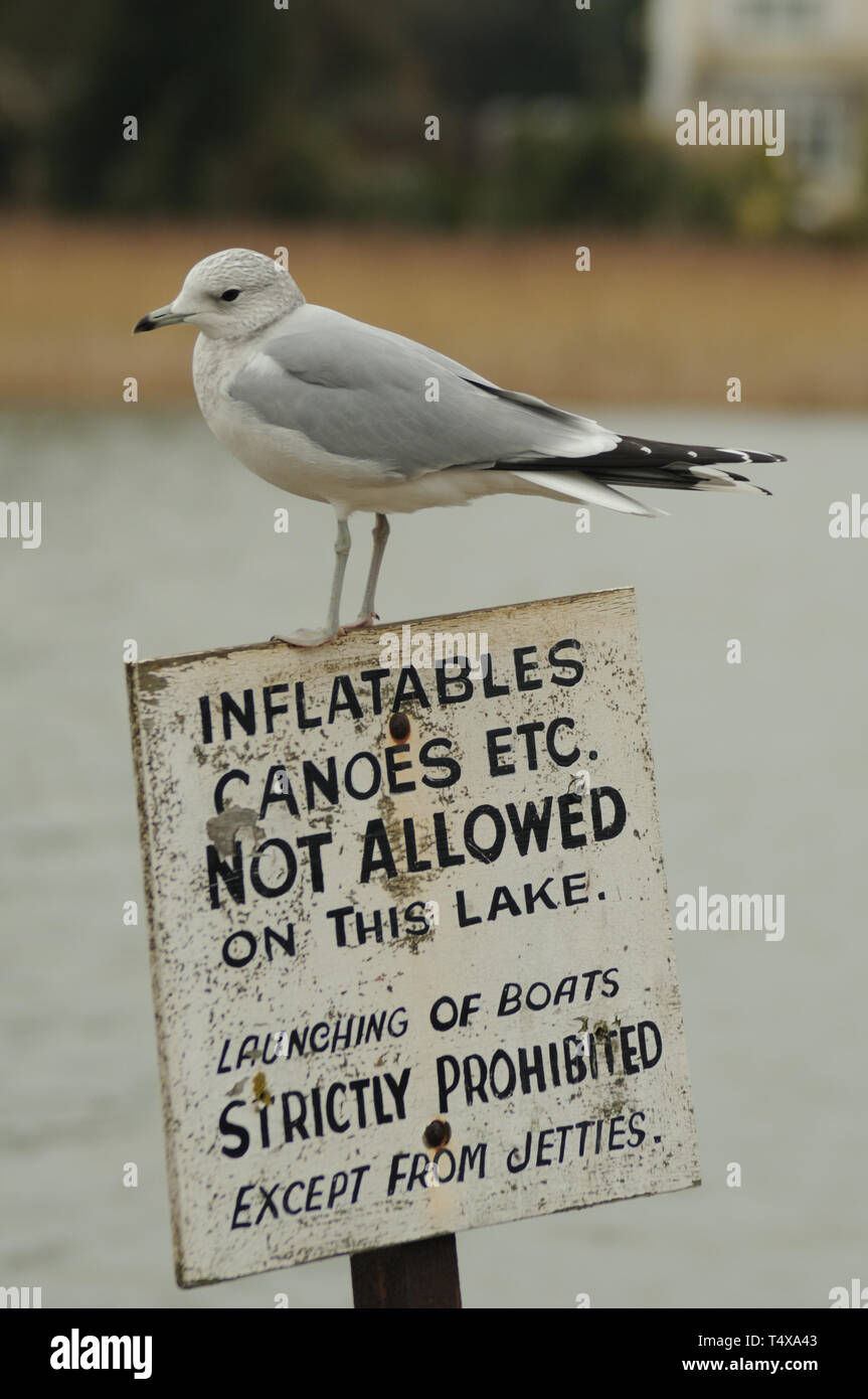 Sturmmöwe hocken auf einem Schild, hornsea Bloße, East Yorkshire, England Stockfoto