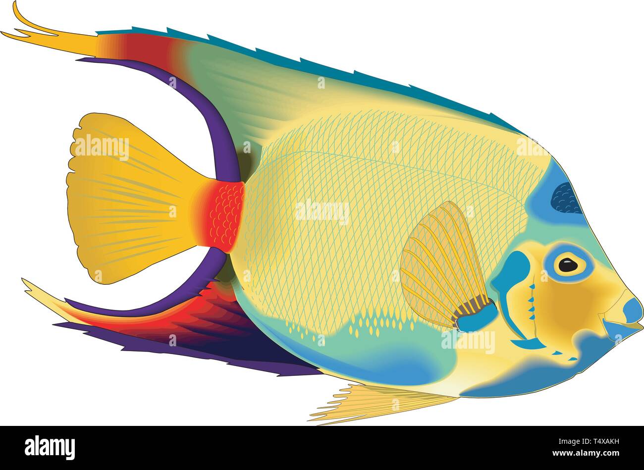 Queen Angelfish Vector Illustration Stock Vektor