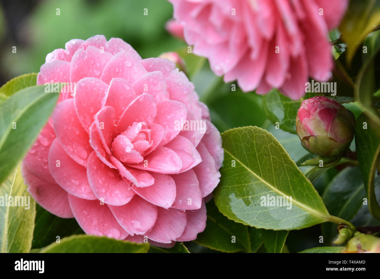 Rosa Camellia Blume mit Regentropfen auf Blütenblätter, die nach dem Regen, close-up Stockfoto