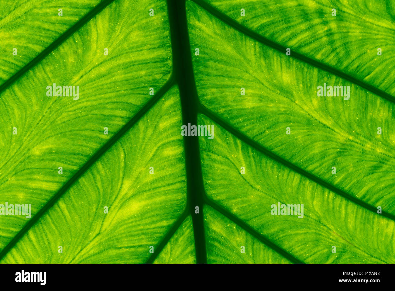 Makroaufnahme detail green leaf Textur Hintergrund. Muster der frischen grünen Blättern. Abstrakte grüne Textur. Hintergrund für die ökologische Konzept. Natürliche Stockfoto