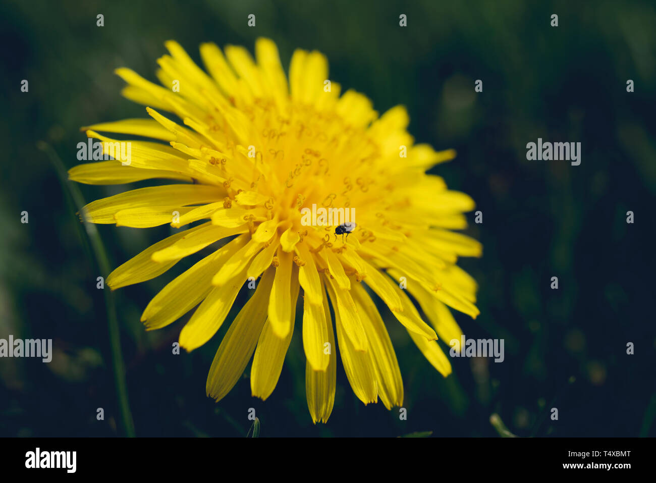 Gelber Löwenzahn auf grünem Gras Stockfoto