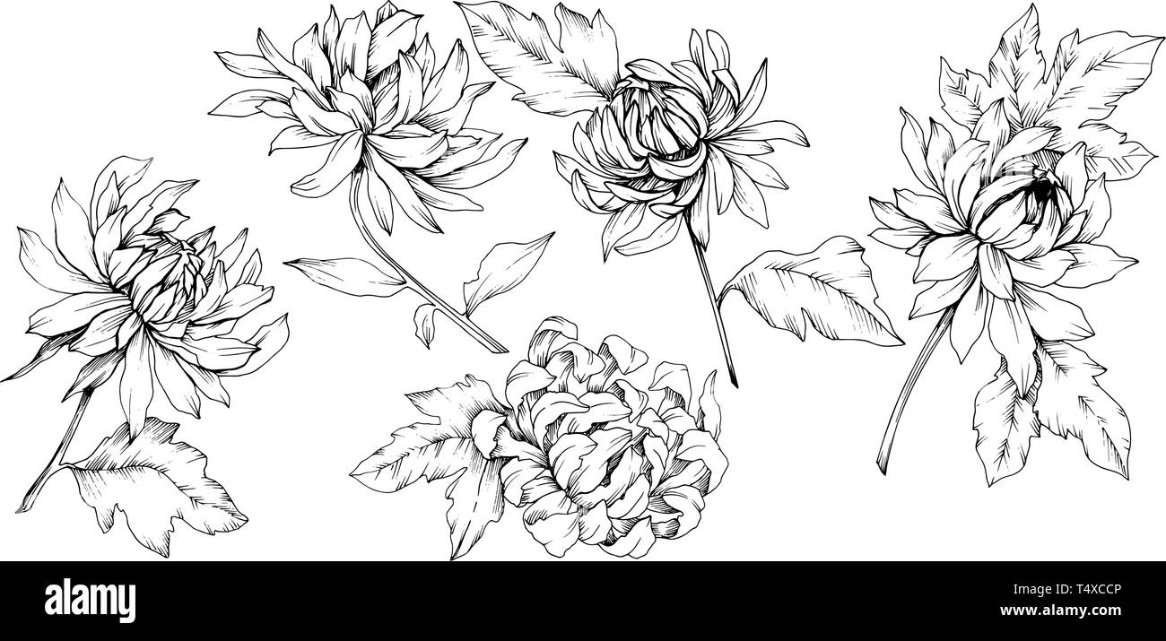 Vektor Chrysantheme floral botanischen Blumen. Schwarz und weiß eingraviert Tinte Art isoliert Blume Illustration Element. Stock Vektor