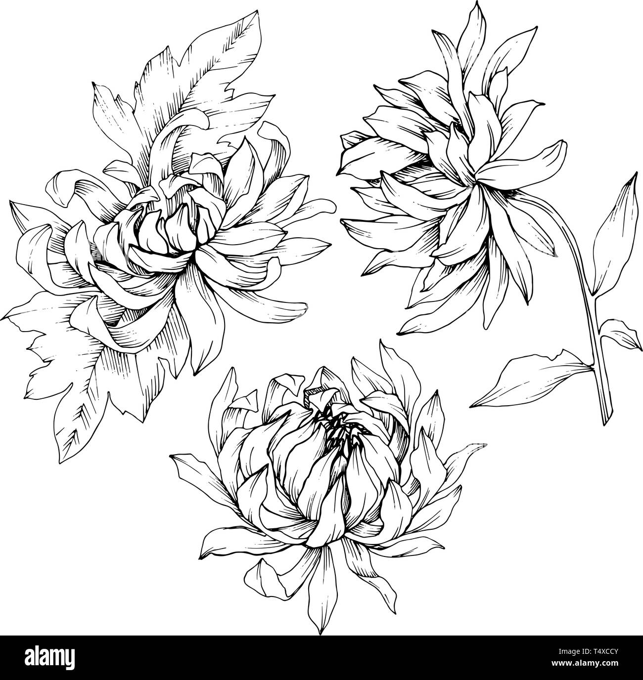 Vektor Chrysantheme floral botanischen Blumen. Schwarz und weiß eingraviert Tinte Art isoliert Blume Illustration Element. Stock Vektor