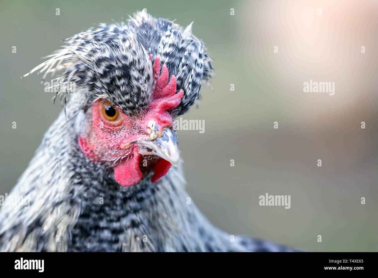 Portrait von Gefleckte graue Huhn mit großen haarschopf Stockfoto