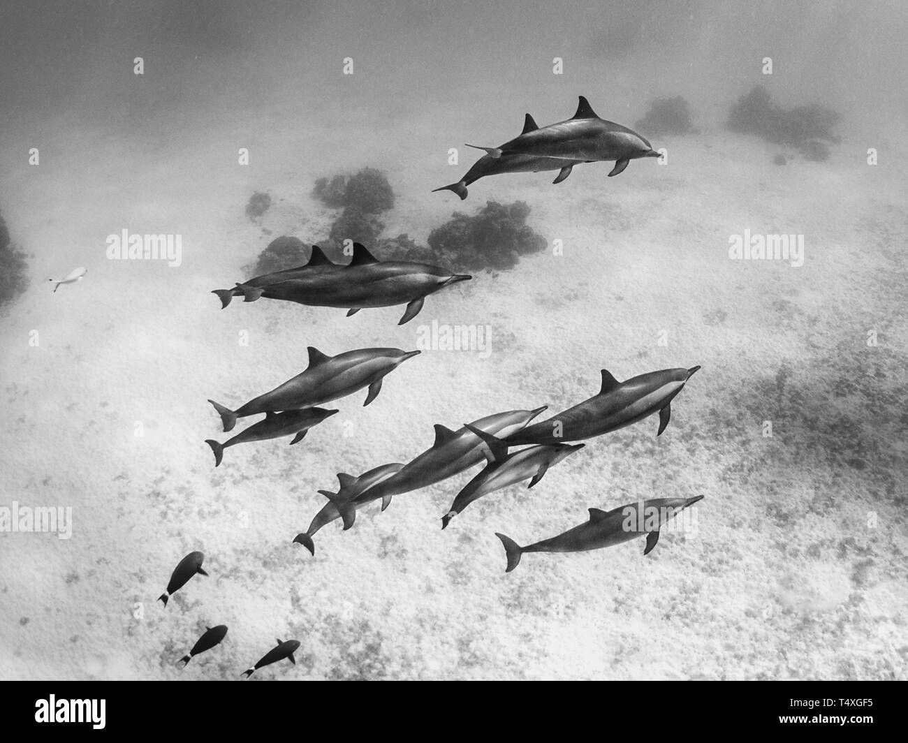 Dolphin Pod Rotes Meer, Ägypten Stockfoto