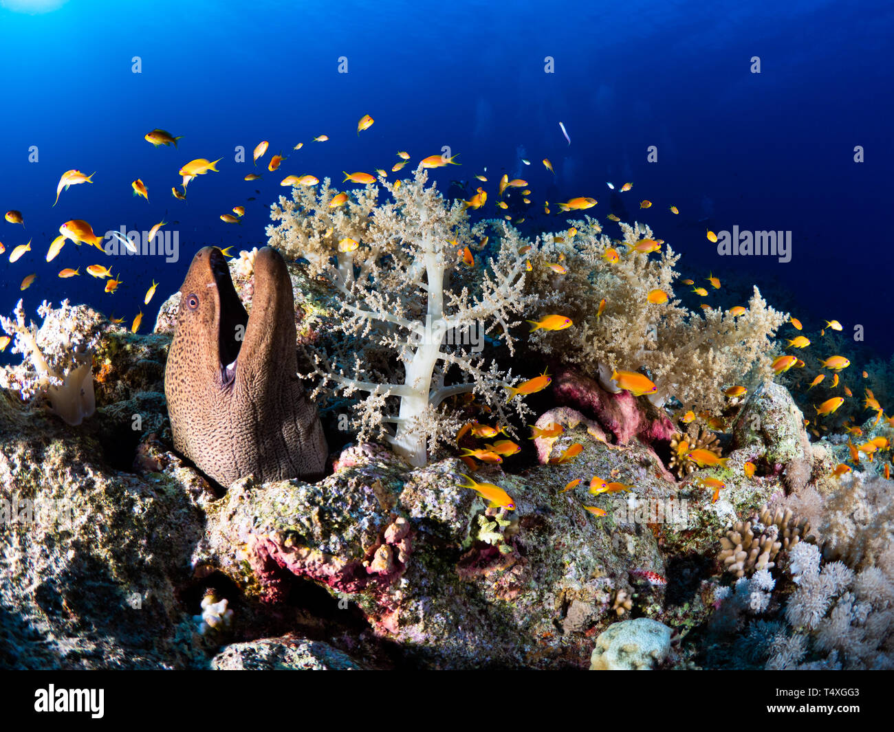 Coral Reef und Muränen Rotes Meer, Ägypten Stockfoto