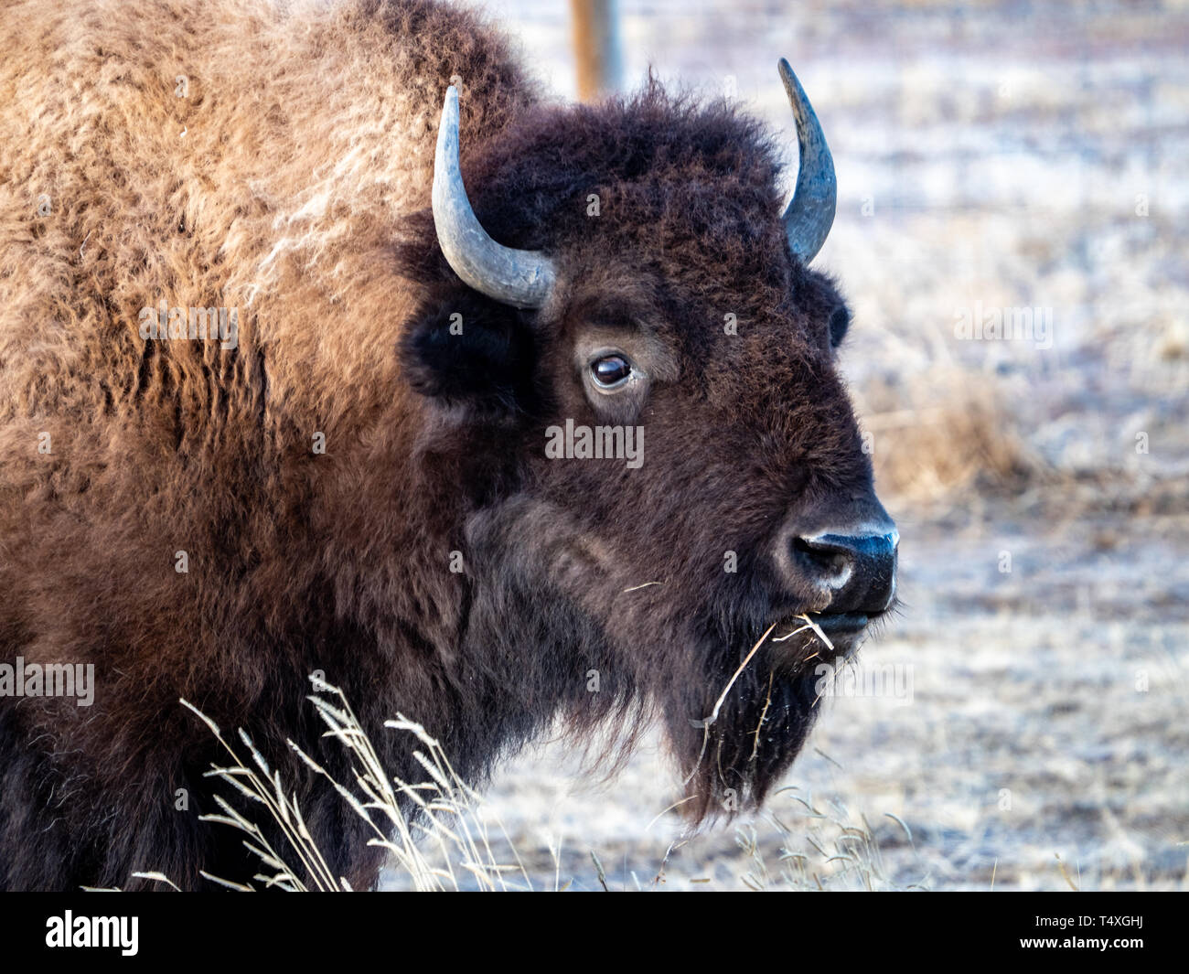 Bison im Rocky Mountain Arsenal National Wildlife Refuge Stockfoto