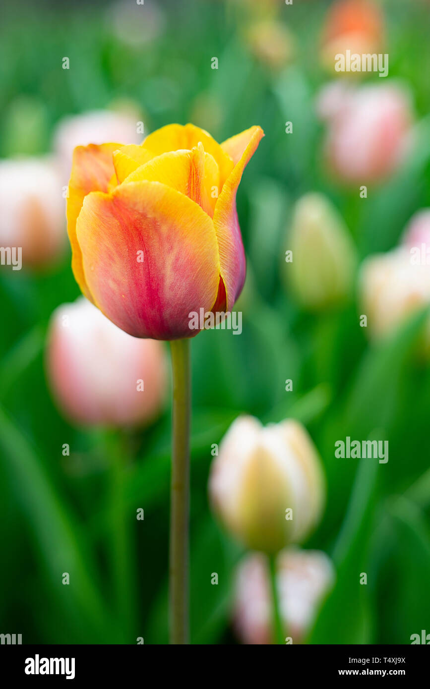 Mehrfarbige Tulip Stockfoto