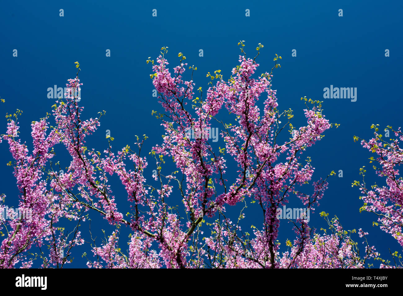 Redbud Baum in voller Blüte Stockfoto