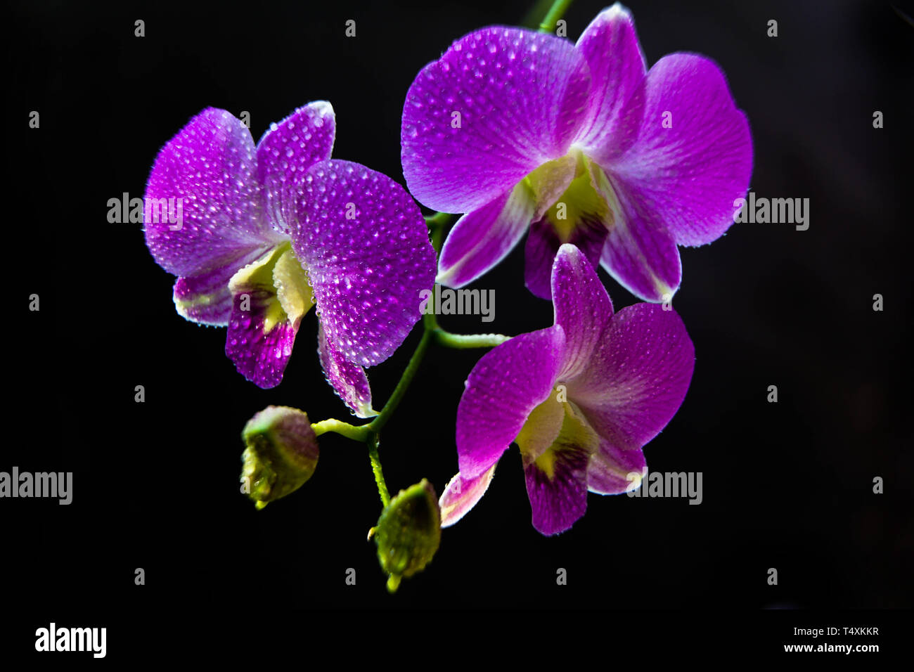 In der Nähe von blühenden Zweig der Lila motte Orchideen Blumen auf schwarzem Hintergrund Stockfoto