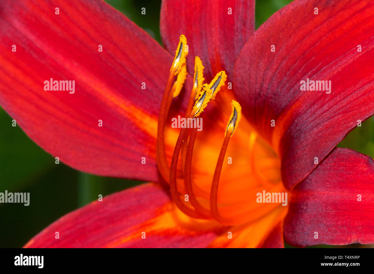 Nahaufnahme eines Orange daylily Übersicht Pollen auf die Spitzen der staubfaden. (Hemerocallis) Stockfoto