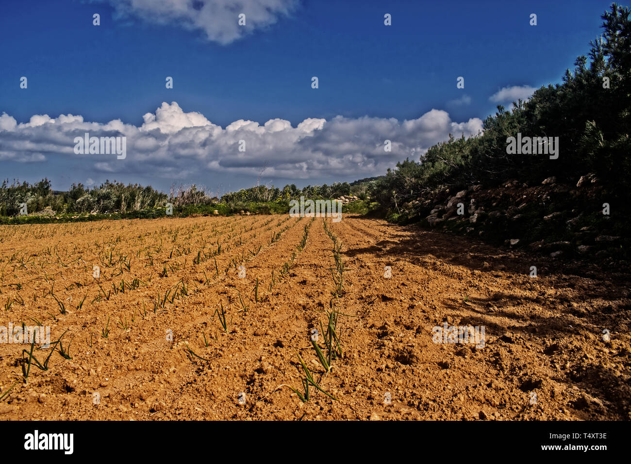 Die Landwirtschaft im Frühjahr. Eine typische Ackerbau land in Malta im Frühjahr. Stockfoto