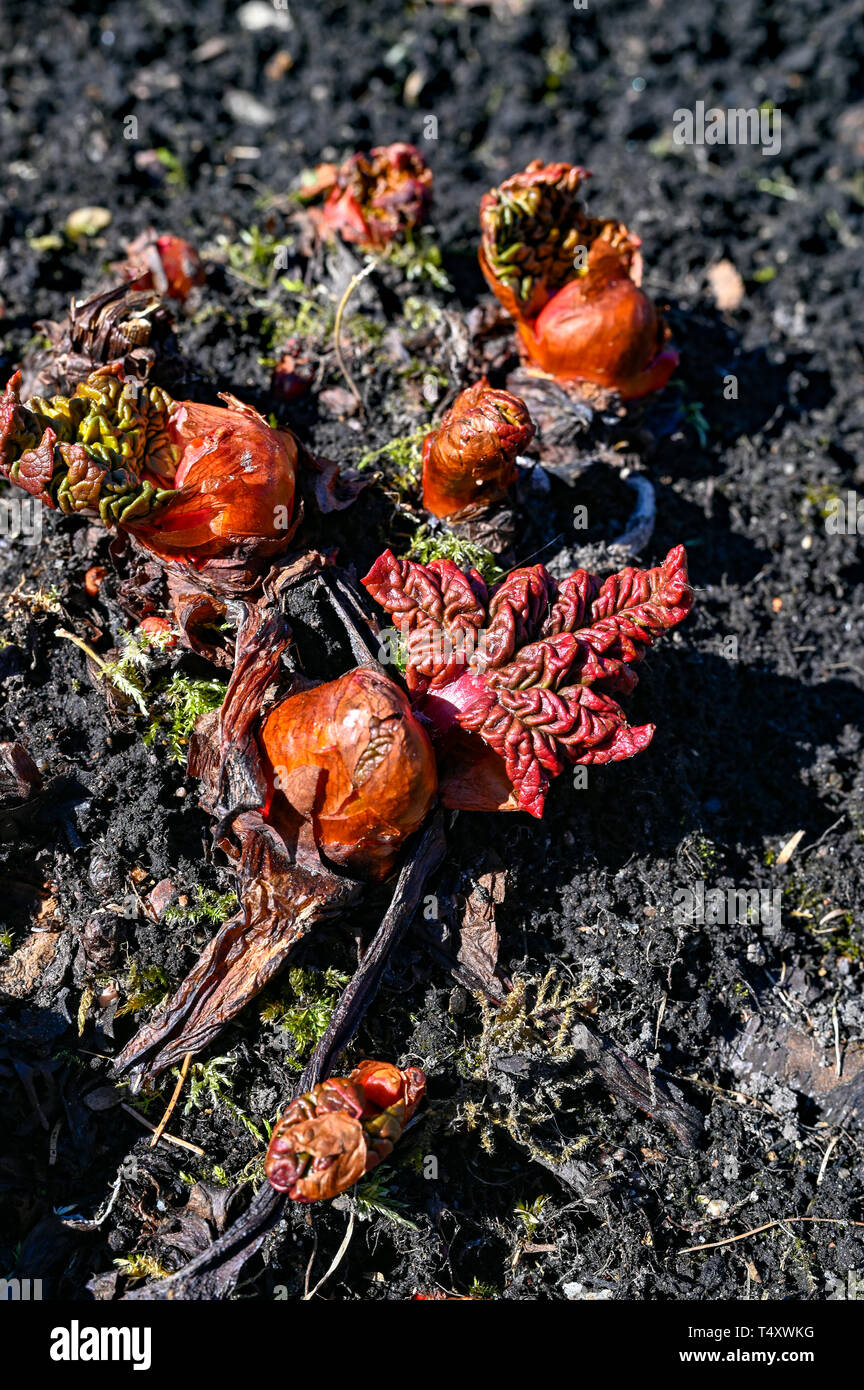 Rhabarber ab Boden april 2019 Värmland Schweden zu wachsen Stockfoto