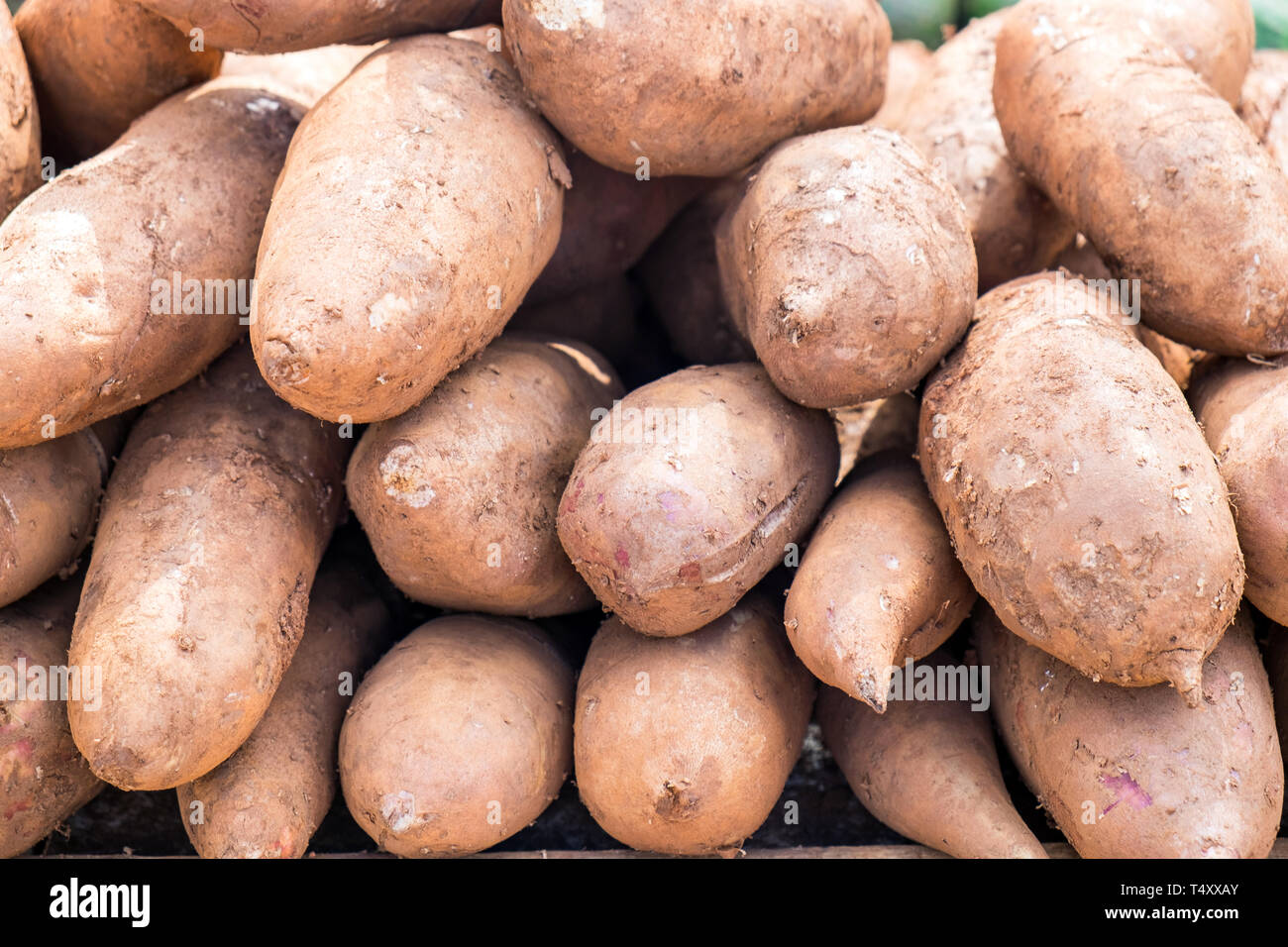 Yacon Obst Kräuter gesunde Medizin heilsame Pile Up Stockfoto