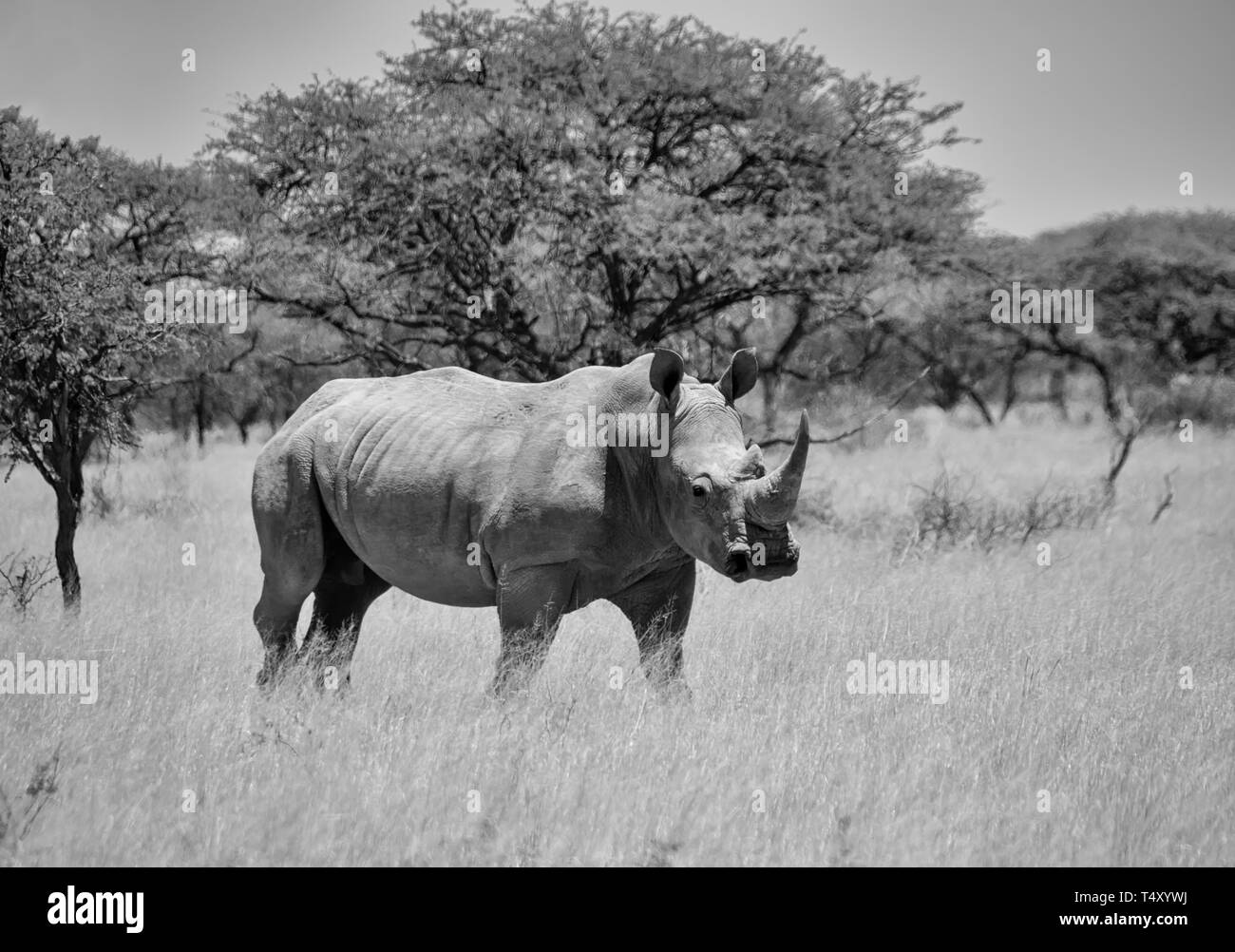 Ein weißes Nashorn im südlichen afrikanischen Savanne Stockfoto