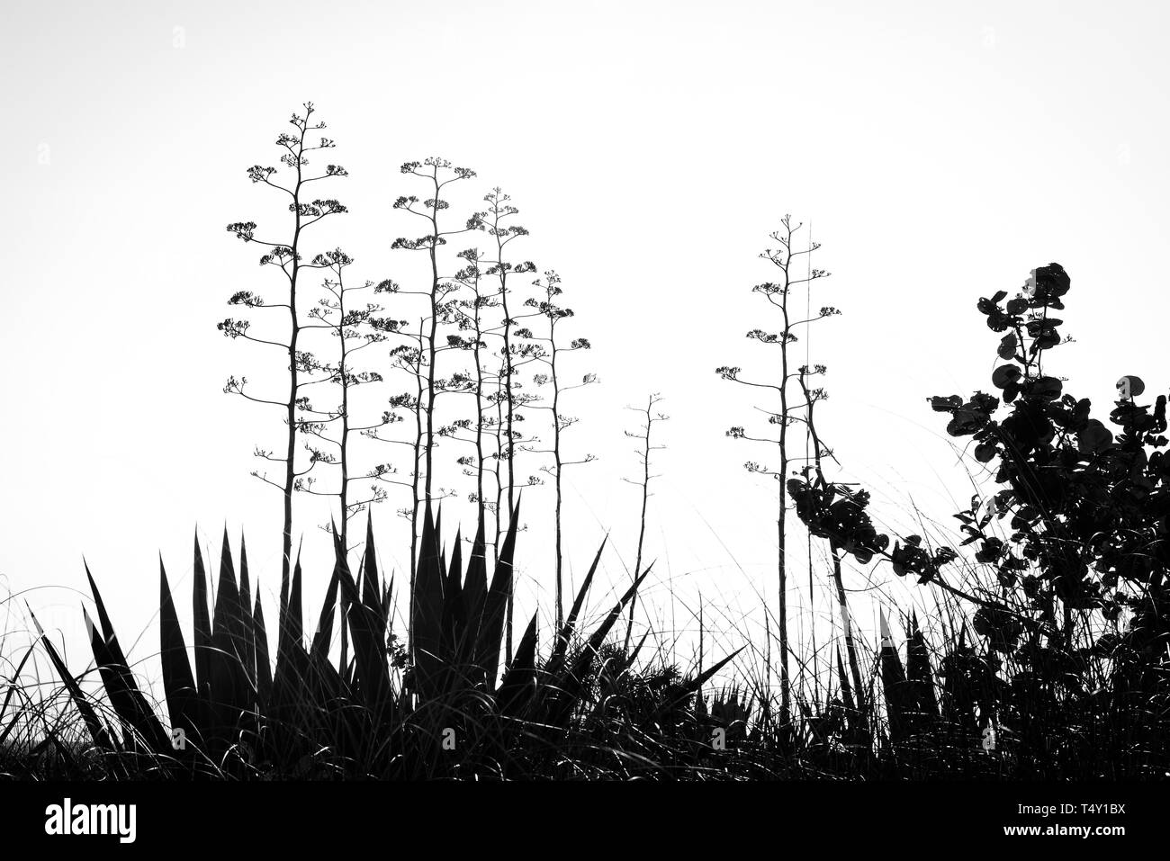 Hoher Kontrast schwarze und weiße Silhouette auf der Küste Florida mit seagrape Pflanzen, blühende Agaven und Gräser in Silhouette am Boca Grande, FL Stockfoto