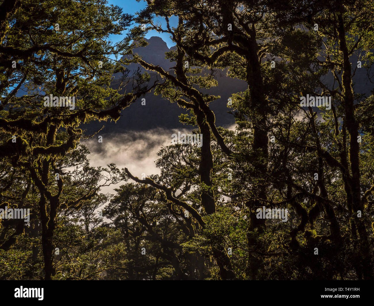 Am frühen Morgen Sonne Licht Beleuchtung buche Bäume vorne mit Gebirge im Hintergrund auf dem Kepler Track in Neuseeland. Stockfoto