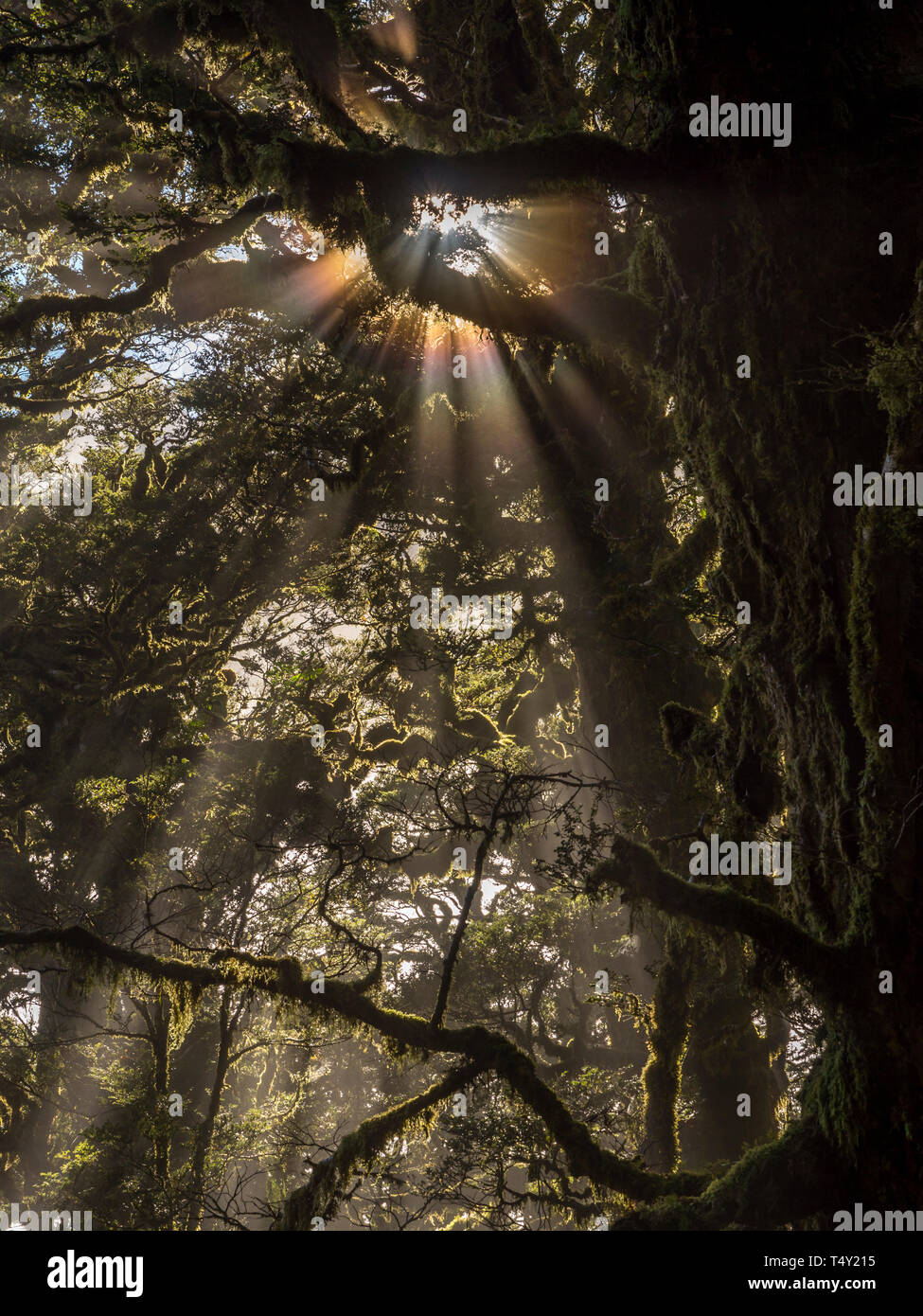 Vertikale Bild der gefilterte Licht, das durch Nebel und Zweige bilden bunte Wellen von Licht durch den Wald. Stockfoto